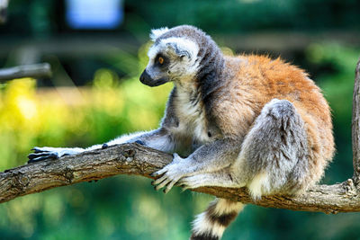 Side view of an animal sitting on branch