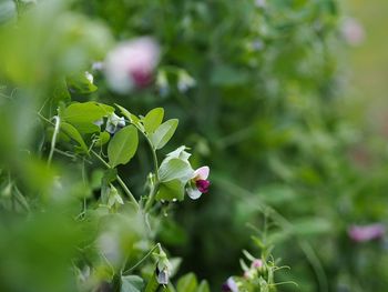 Close-up of flowers blooming outdoors