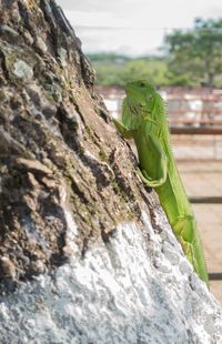 Close-up of lizard on rock