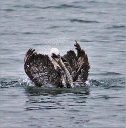 Bird swimming in lake