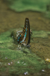 Close-up of butterfly on leaf