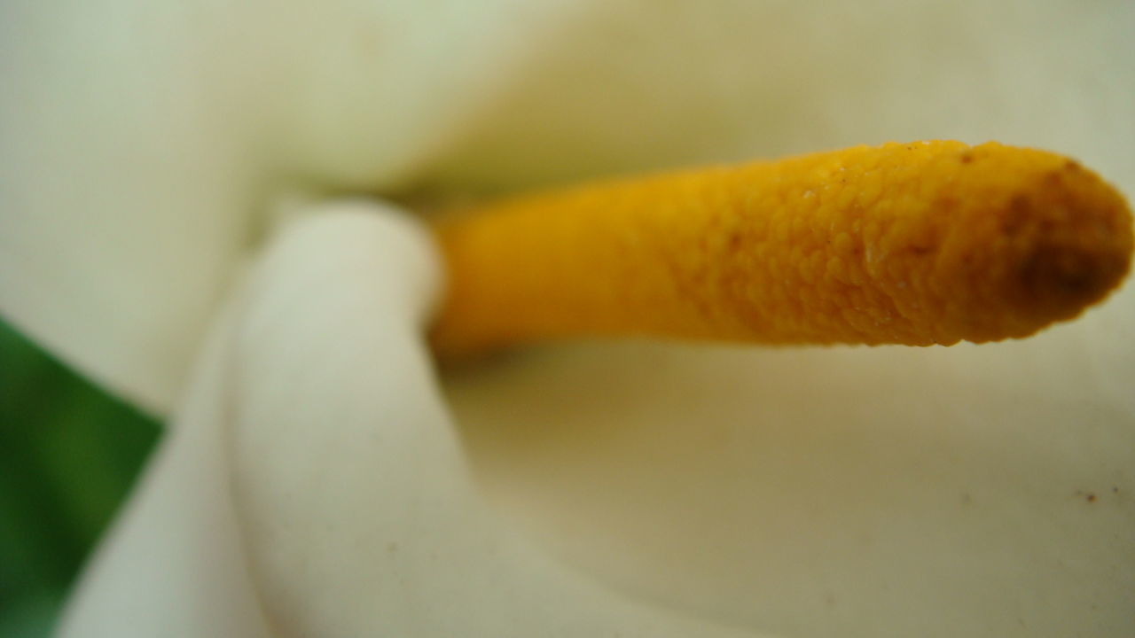 CLOSE-UP OF YELLOW OBJECT