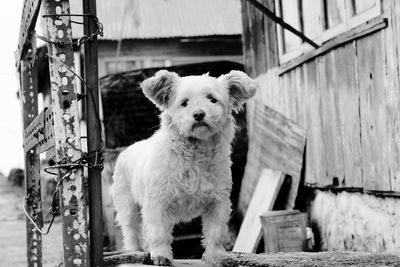 Close-up portrait of dog