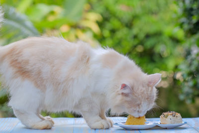 Close-up of cat eating food