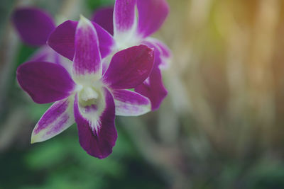 Close-up of purple flowering plant in park