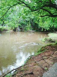 River flowing through forest