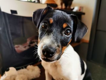 Close-up portrait of dog at home