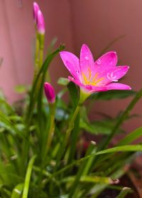 Close-up of wet pink flowering plant