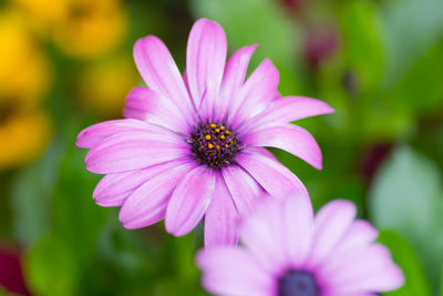 Close-up of pink flower