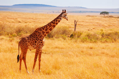 Giraffe in a field