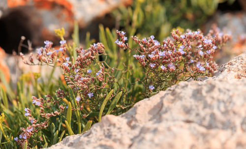 Close-up of purple flowering plants
