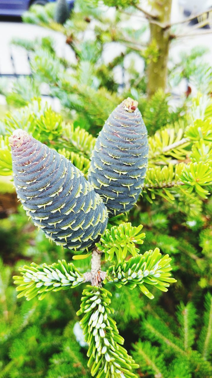 CLOSE-UP OF FERN AND TREE