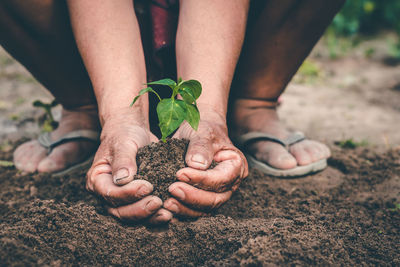 Close-up of hand holding plant