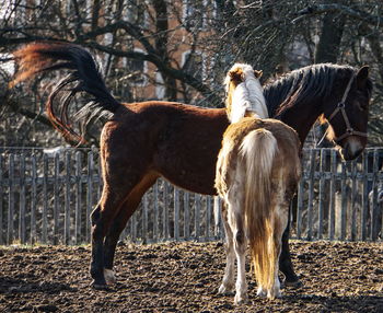 Horse standing in a field