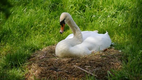 White swan in a field