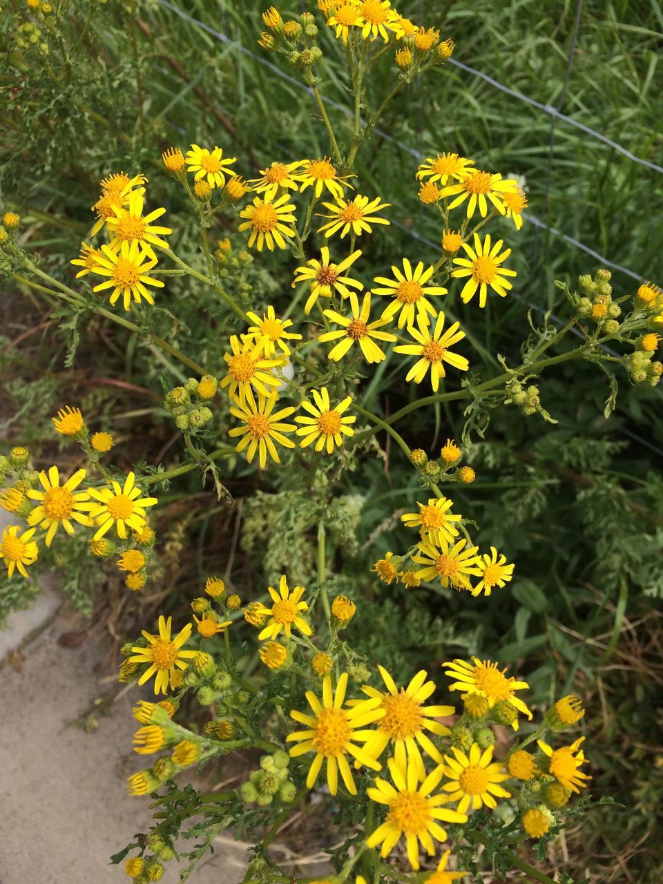 flower, growth, yellow, plant, nature, outdoors, petal, day, fragility, freshness, beauty in nature, blooming, flower head, no people, close-up