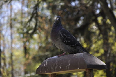 Close-up of pigeon perching on a tree