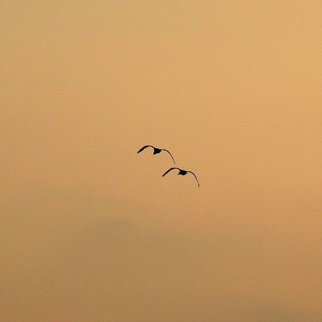 animal themes, bird, flying, animals in the wild, wildlife, one animal, sunset, copy space, low angle view, clear sky, silhouette, orange color, nature, spread wings, mid-air, beauty in nature, sky, scenics, tranquility, outdoors