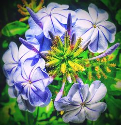 Close-up of purple flowers blooming outdoors