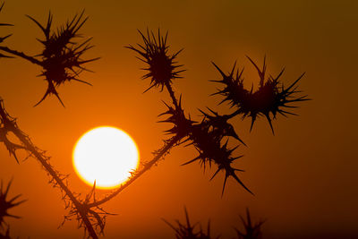 Close-up of silhouette plants against orange sunset sky