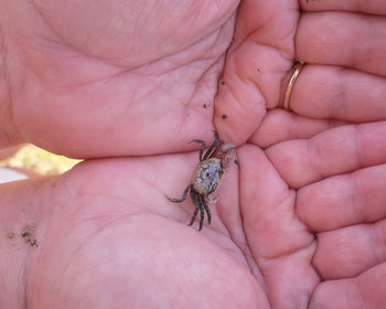 Close-up of a crab on human hand