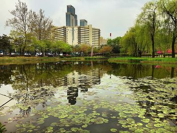 Reflection of trees in pond