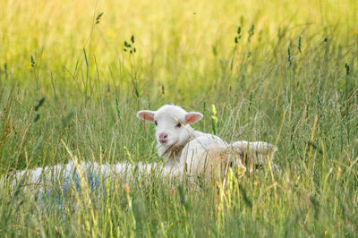 Sheep on field