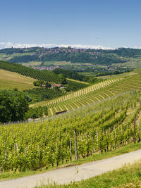 Scenic view of vineyard against sky