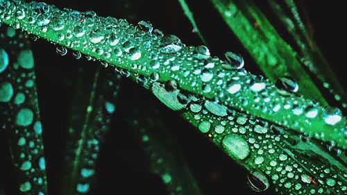 Close-up of raindrops on leaf