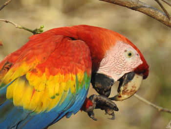 Close-up of parrot perching on branch
