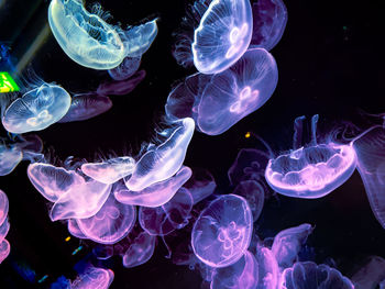 Close-up of jellyfish against black background