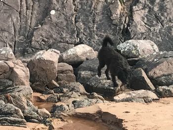 Dog sitting on rock