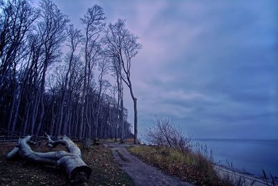 View of bare trees on road against sky