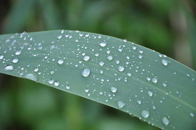 Close-up of water drops on leaf