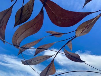 Low angle view of fish hanging against sky