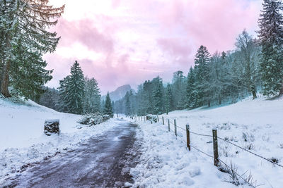 Trees on snow covered land against sky