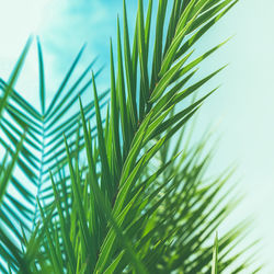 Close-up of palm tree against sky