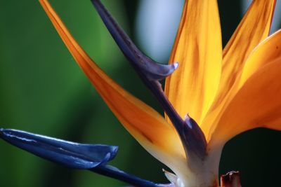 Close-up of yellow flowering plant