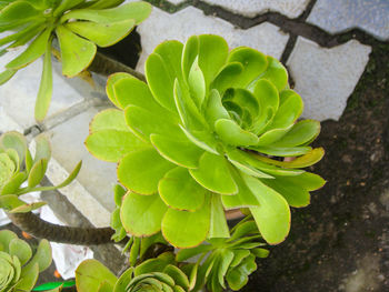 High angle view of green leaves