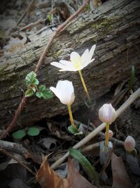 Close-up of white flowers