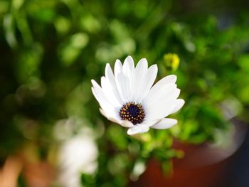 Close-up of white daisy flowers