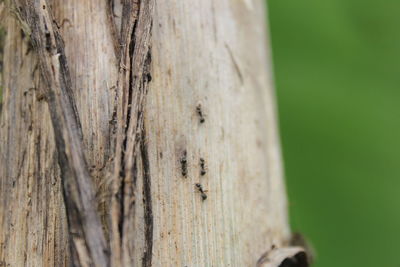 Close-up of lizard on tree trunk