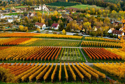 High angle view of agricultural field