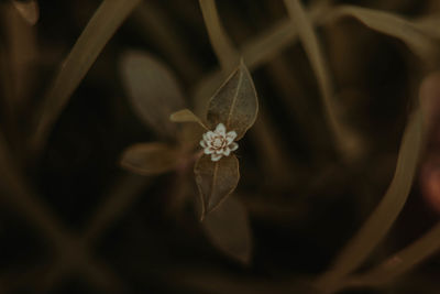 Close-up of flowering plant
