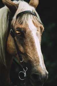 Close-up of a horse