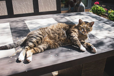 Cat lying on table