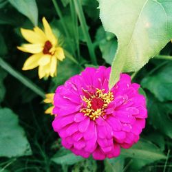 Close-up of pink flower