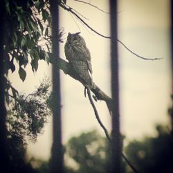Close-up of branches on branch