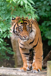 Close-up portrait of tiger standing on retaining wall at zoo