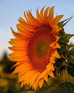 Close-up of sunflower